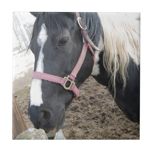 Pinto-paard verven tegeltje (Voorkant)