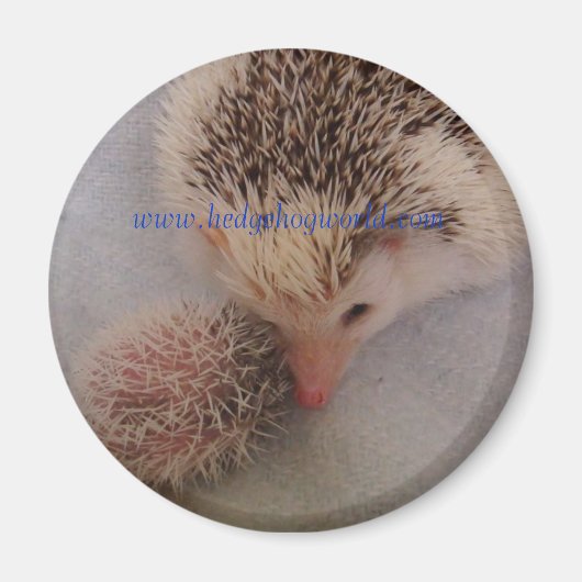 Pinto-paarmagneet Magneet (Voorkant)