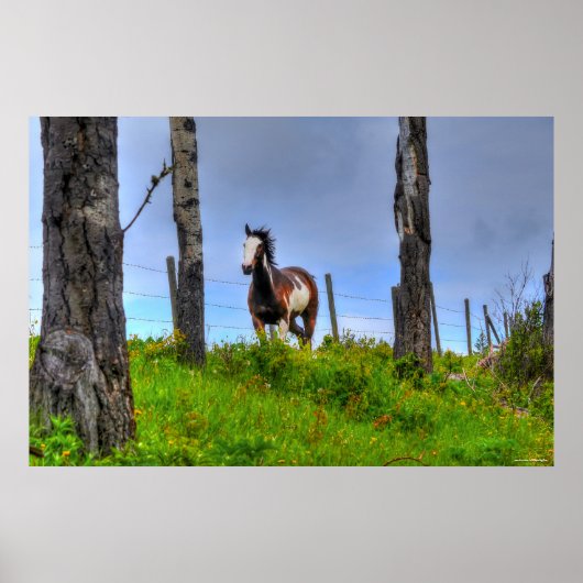 Pinto Paint, Fenceline & Clouds Ranch Horse Photo Poster (Voorkant)