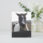 Pinto Paint Horse afspelen Briefkaart (Staand voorkant)
