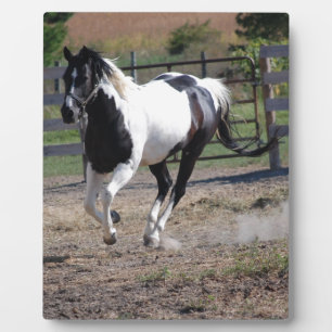 Pinto Paint Horse Fotoplaat