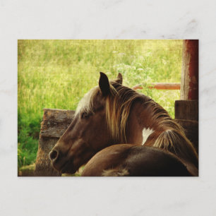 Pinto Pony Briefkaart