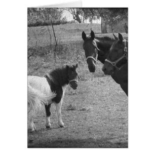 Pinto-Pony en paarden