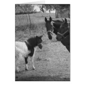 Pinto Pony et Chevaux (Devant)