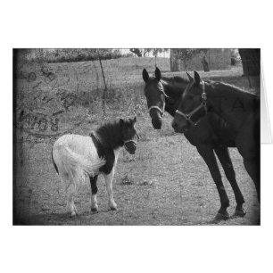 Pinto Pony et Chevaux