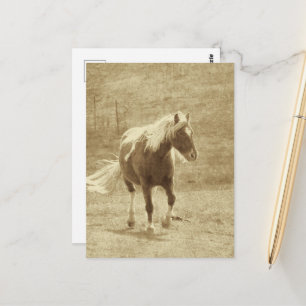 Pinto Pony in Sepia Briefkaart