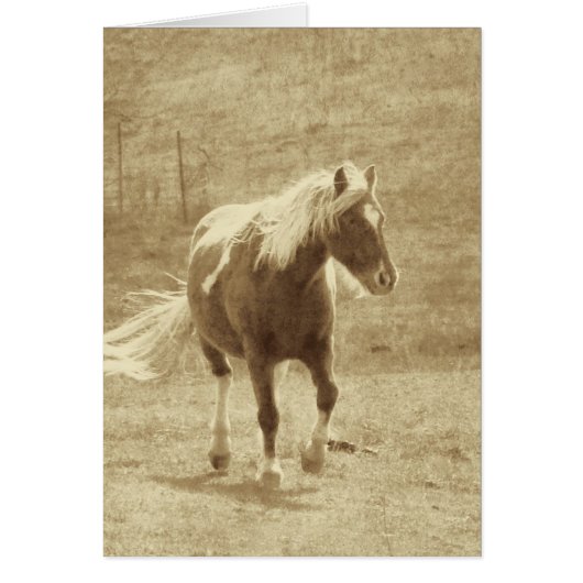 Pinto Pony Sepia, Fête des pères (Devant)
