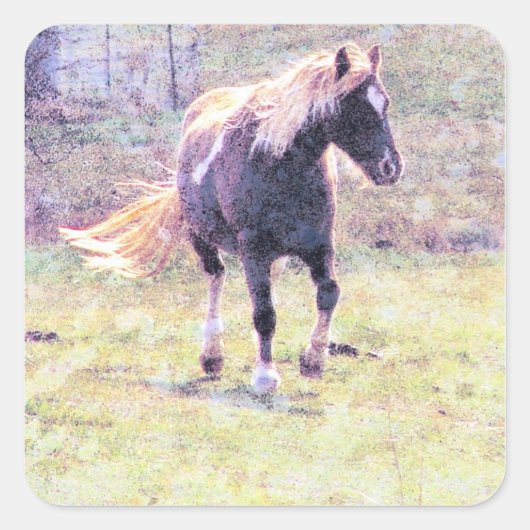 Pinto-Pony Vierkante Sticker (Voorkant)