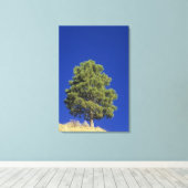 Pinyon Pine, Pinus edulis, Nationaal Park Zion, Ut Canvas Afdruk (Insitu (Houten vloer))