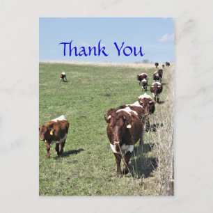 Pinzgauer Cattle 8371 Briefkaart- aanpassen Briefkaart