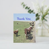 Pinzgauer Cattle 8371 Carte postale - personnalise (Debout devant)