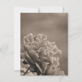 Pioen enkele sepia briefkaart