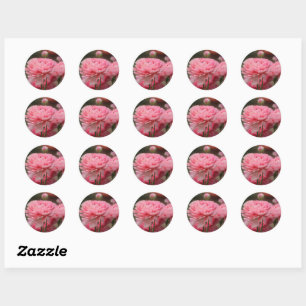 Pioen Roze Ranunculus Close-up Ronde Sticker