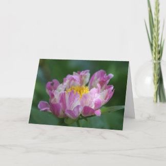 Pioen "Roze Spritzer " Kaart