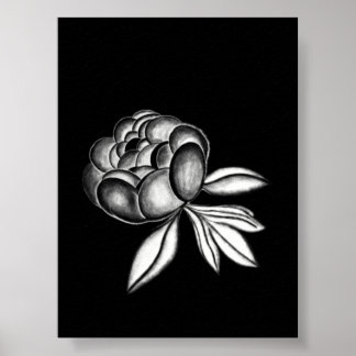 pioen tekening met potlood poster