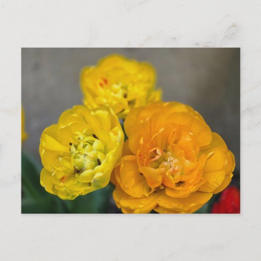 Pioen tulp briefkaart (Voorkant)
