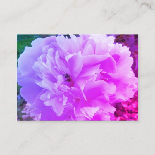 Pioenbloem met een honingbij informatiekaartje (Voorkant)