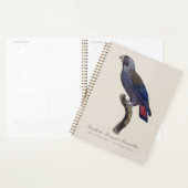 Pionus fuscus, ou Pione brune (Devant avec enveloppe)