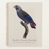 Pionus fuscus, ou Pione brune (Devant)