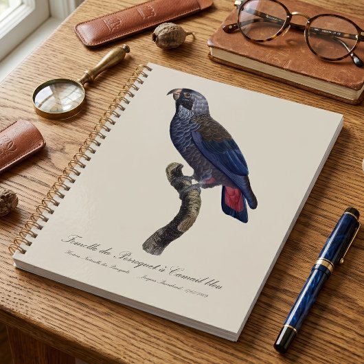 Pionus fuscus, ou Pione brune