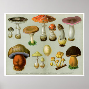 Piosonous Fungi - Paddenstoelen en paddenstoelen Poster
