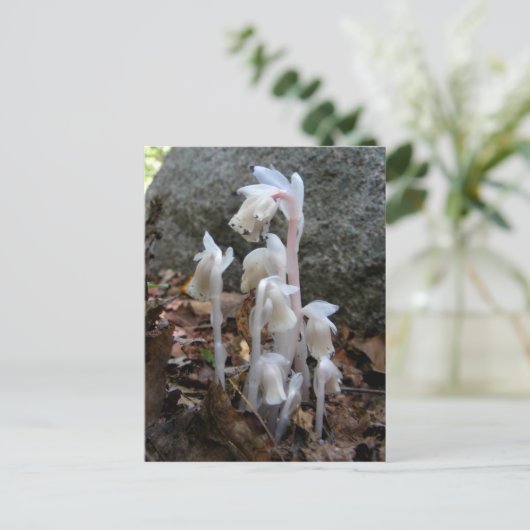 Pipe indienne 27 ~ carte postale (Debout devant)