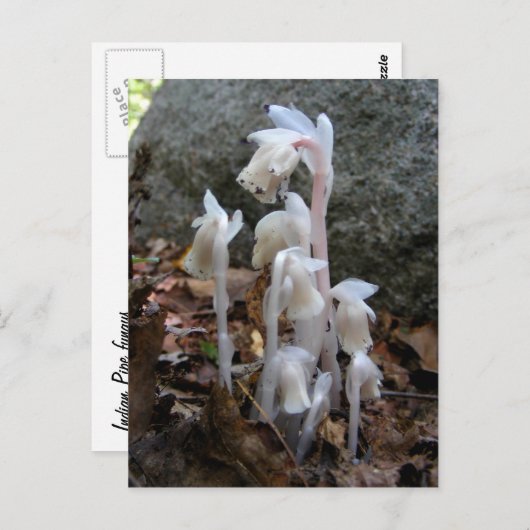 Pipe indienne 27 ~ carte postale (Devant / Derrière)