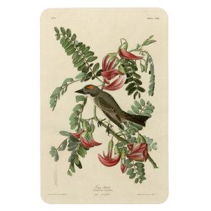 Pipetteer Flycatcher van de Amerikaanse vogels van Magneet