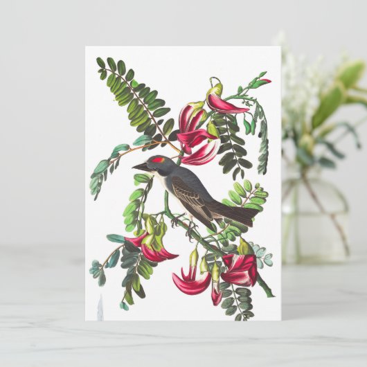 Pipetteer Flycatcher van John James Audubon Kaart (Staand voorkant)