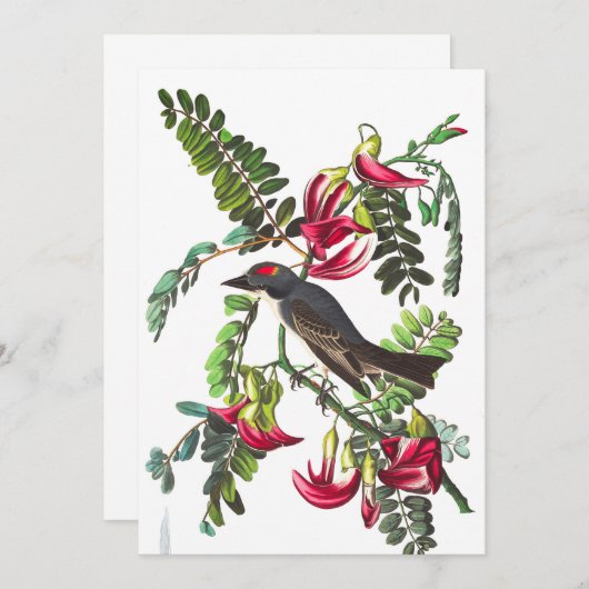 Pipetteer Flycatcher van John James Audubon Kaart (Voorkant / Achterkant)