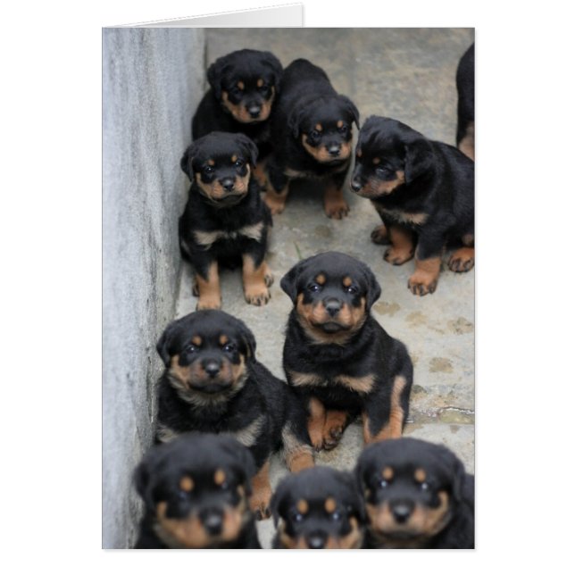 Pipettes Rottweiler (Devant)