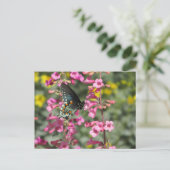 Pipevine Swallowtail Butterfly Briefkaart (Staand voorkant)