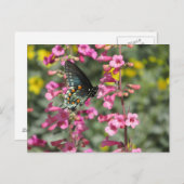 Pipevine Swallowtail Butterfly Briefkaart (Voorkant / Achterkant)