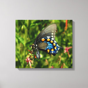 Pipevine Swallowtail Canvas Afdruk