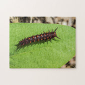 Pipevine Swallowtail Caterstyle op een lef Legpuzzel (Horizontaal)