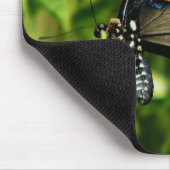 Pipevine Swallowtail Muismat (Hoek)