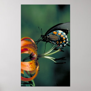 Pipevine Swallowtail Poster