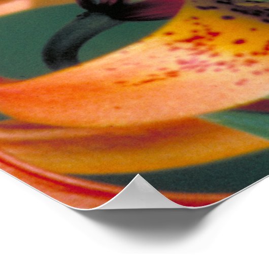 Pipevine Swallowtail Poster (Hoek)