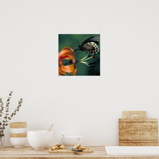 Pipevine Swallowtail Poster (Keuken)