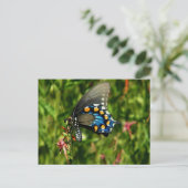 Pipevine swallowtail vlinder briefkaart (Staand voorkant)