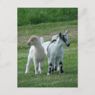 Pippi en Gray Briefkaart