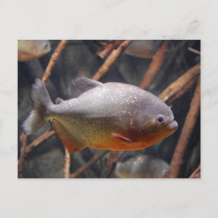 Piranha - Onaantrekkelijke bruine vis Briefkaart