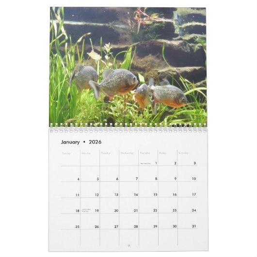 Piranhas Wall Calendar Kalender (Jan 2026)