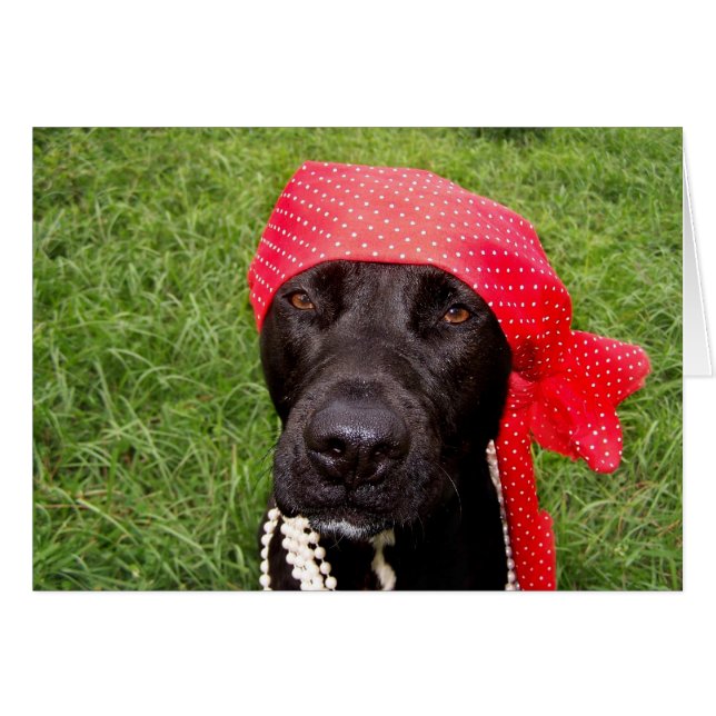 Pirate dog, black lab, red hankerchief groene gras (Voorkant Horizontaal)