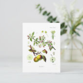 Pirus malus (Malus domestica) Briefkaart (Staand voorkant)