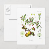 Pirus malus (Malus domestica) Briefkaart (Voorkant / Achterkant)