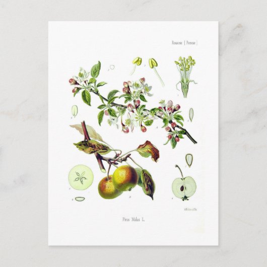 Pirus malus (Malus domestica) Briefkaart (Voorkant)