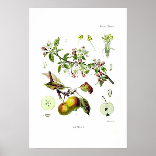 Pirus malus (Malus domestica) Poster (Voorkant)