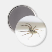 Pisaurana mira Magnet mâle (Recto/Verso)