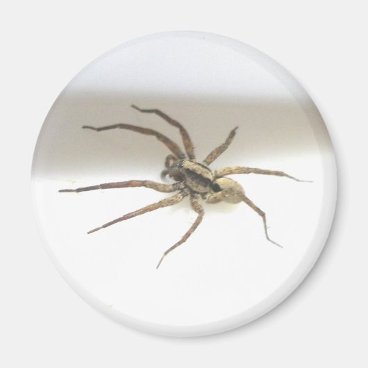 Pisaurana mira Magnet mâle (Devant)